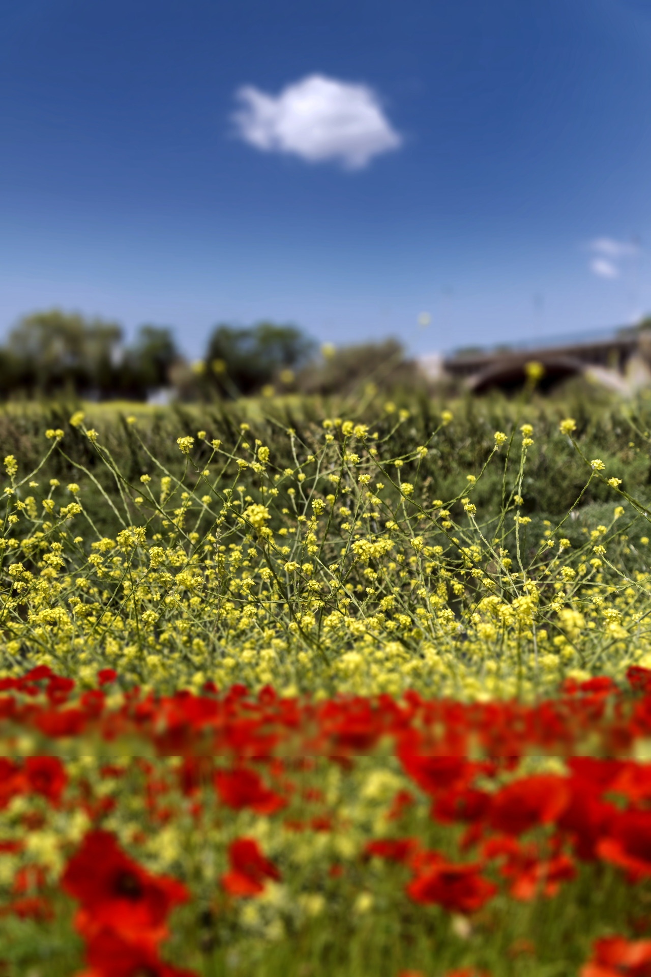saenzdesantamaria:    Spring colours. f2.8; 1/2500s; ISO 100; FL20mm. © Juan Manuel