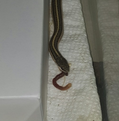 I present to you tiny tim! The lined snake who loves him some noms