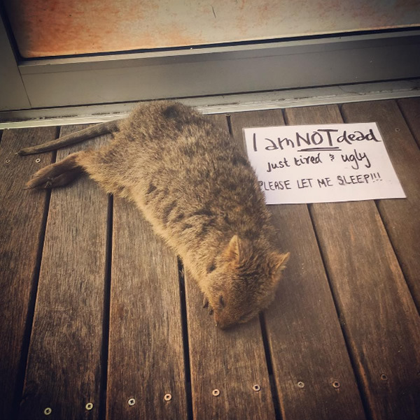 wtbw:  (via It’s Impossible to be Grumpy After You See These Quokka Pics - Neatorama)