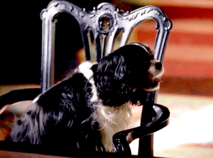 coffeeandmusic82:A tribute to Dash, Queen Victoria’s loyal companion.