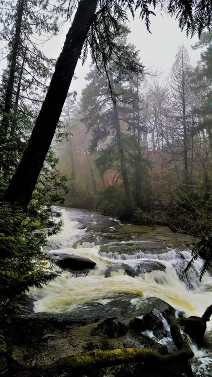 alfalfa67: A foggy day at the park Vancouver Island, Canada