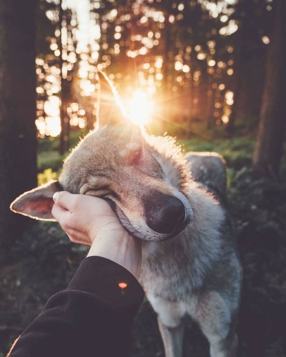 protect-and-love-animals: 
