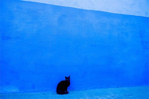 Jed Share (based Seattle, WA, USA) - Black Cat Posing / Morocco (Edition I), 2018  Photography