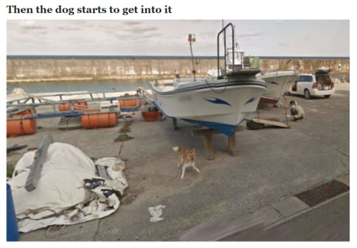 recommend:Dog Ruins Every Frame of Google Street View by Chasing the Camera (x)