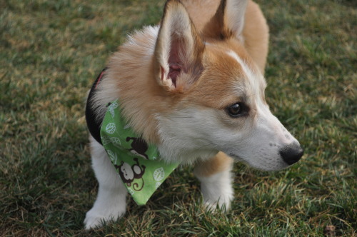 XXX rhysthecorgi:  More pictures from the park! photo