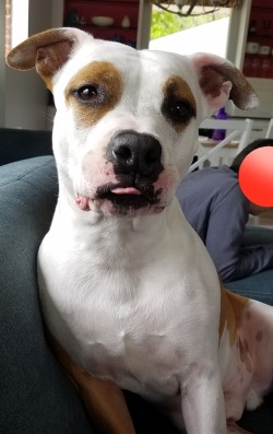 pokefan211:  Guys look how blepping cute my dog is! (Please ignore the stupid red circle also know as @ace-spacepup)
