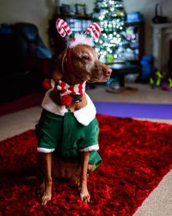 benripleyphoto:  Seasons greetings and best wishes to all my followers from Santa’s Little Helper/Idiot.  #christmasdogs #christmas #dogs #santaslittlehelper #vizsla #velcrodog #christmas #holidays #nikon #nikonian #d600 #fx #primelens #35mm #nofilter