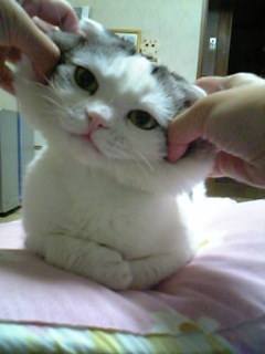 heima