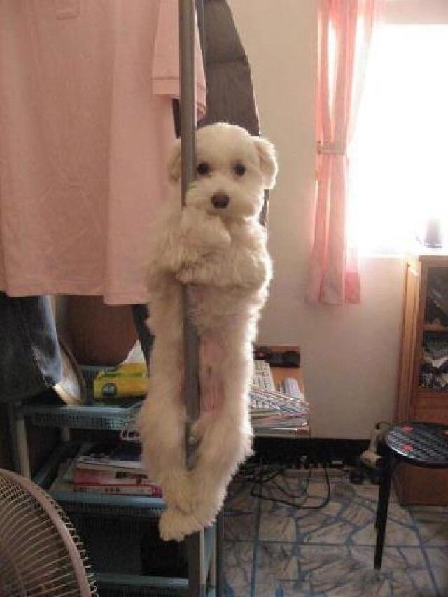 oh you dance? dance like how? like ballet n shit?