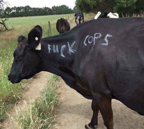 frogmp3: yewberryeater: her name is fuck cops and she’s gay