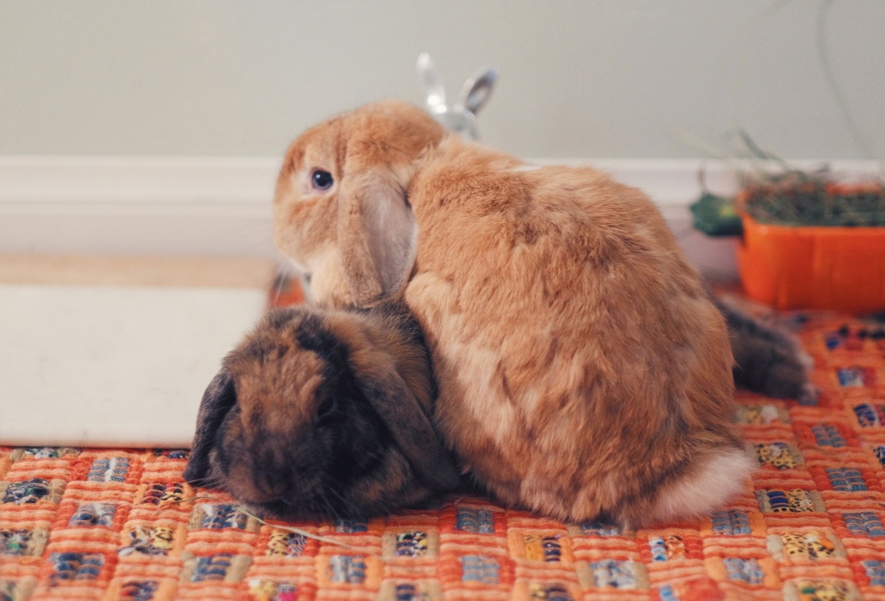 ghibli-bunny:  best friends 