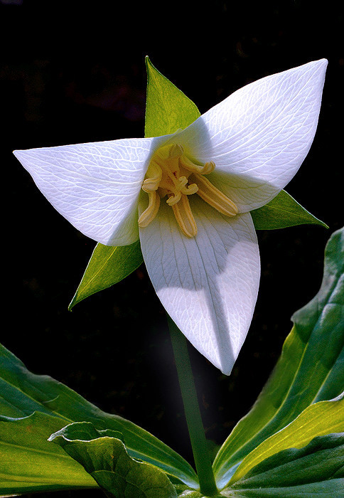 brentcasey:  Trillium 