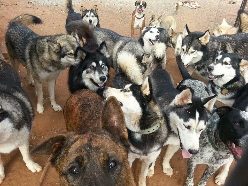 hotdiggitydog-blog:  Pet Angels Rescue in Oklahoma is not a husky/mal rescue. But