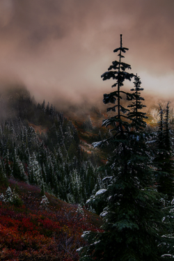 tulipnight:  Merger of the Seasons by Trevor Anderson 