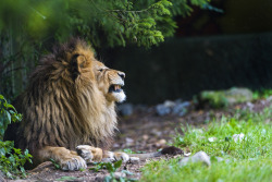 theanimalblog:  Lying male lion profile (by Tambako the Jaguar) 