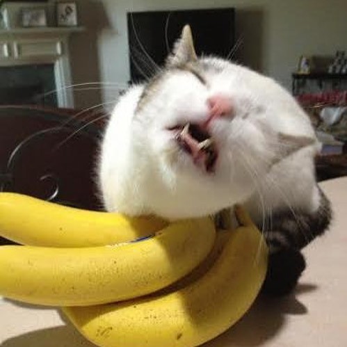 mostlycatsmostly: coolcatgroup:  teathattast:       death by banana   @mostlycatsmostly