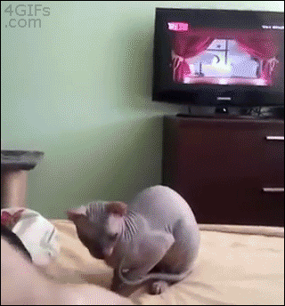 knottybynvture:  silent-mime:    did this nigga just evolve 