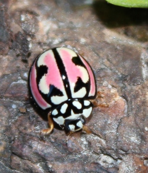 onenicebugperday:Lipstick lady beetle, Cheilomenes bidentata, CoccinellidaeFound in South AfricaPhotos by tonyrebelo