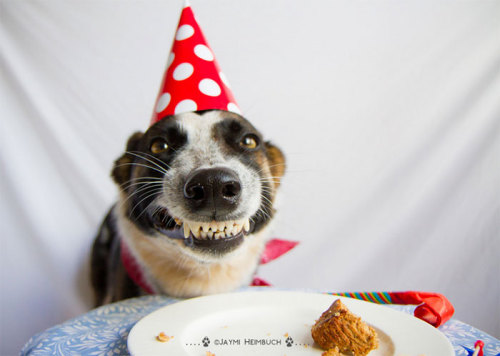Porn awesome-picz:    Pets Having Better Birthday photos