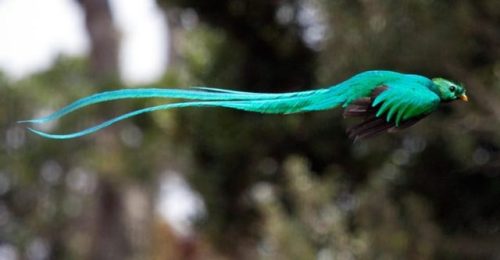 blurds:Q is for Quetzal, with unwieldy tail