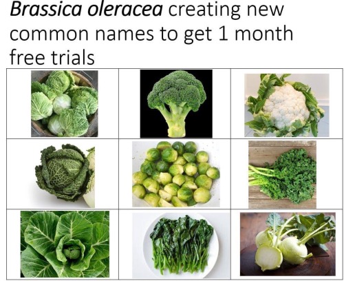 Brassicas Compilation