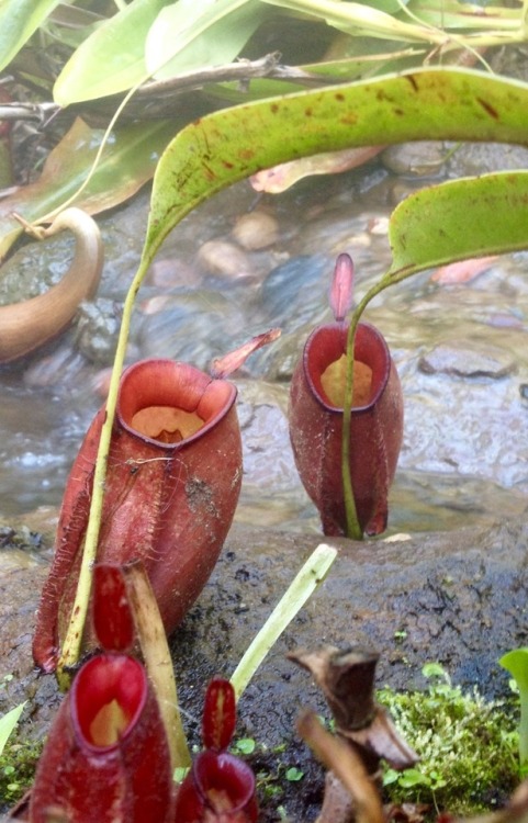Nepenthes bicalcarata x ampullaria Pitchers hanging by the stream