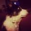 whimsy-paw