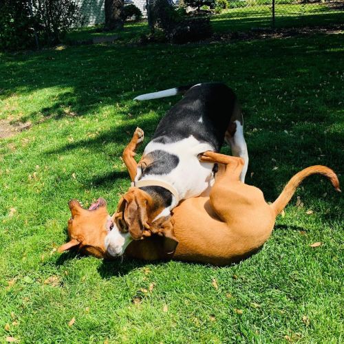 Playtime. Happy Memorial Day! #dogs #dogsofinstagram #dogsofinsta #dogstagram #treeingwalkercoonhoun