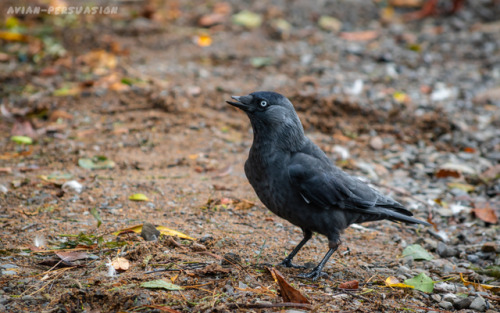 Western Jackdaw (Coloeus monedula) – Castlewellan, Northern IrelandIt’s no easy life for the birds o