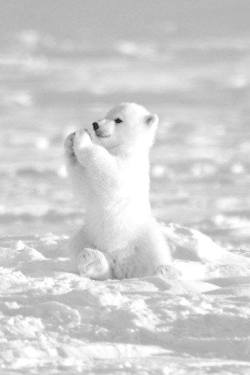 instructor144:  Some cuteness for my Canadian Followers, who are at this very moment locked in desperate combat with the hungry hordes of polar bears that routinely invade every major city in Canadia this time of year. It’s true, Google it.  @breeeexo