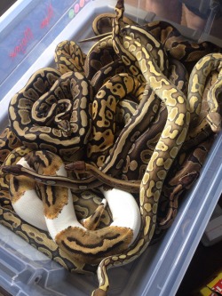 mkmorphs:  Some of our Female Ball Pythons. I always regret putting them together while cleaning because they ALWAYS poop and pee on each other…