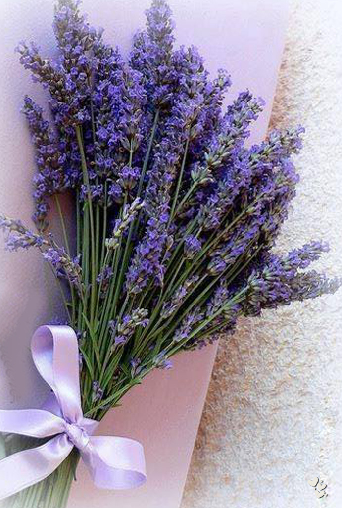 Lavanda (za) u kući - Page 10 Ede80fd40c3eb835da9db2ed151c185a8bf34569