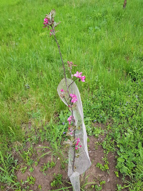 Redlove apple flowers! I know we won’t get any apples from it for a while as it’s still very young, 