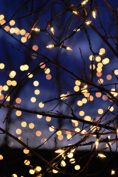 kvknowsherfun:  ral-across-the-universe:  Winter Lights  I need more twinkle lights in my life 