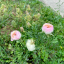 rosetempus