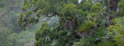 A big rimu poking out of the canopy with all its epiphytic hangers-on. Taken near the Cascades car p