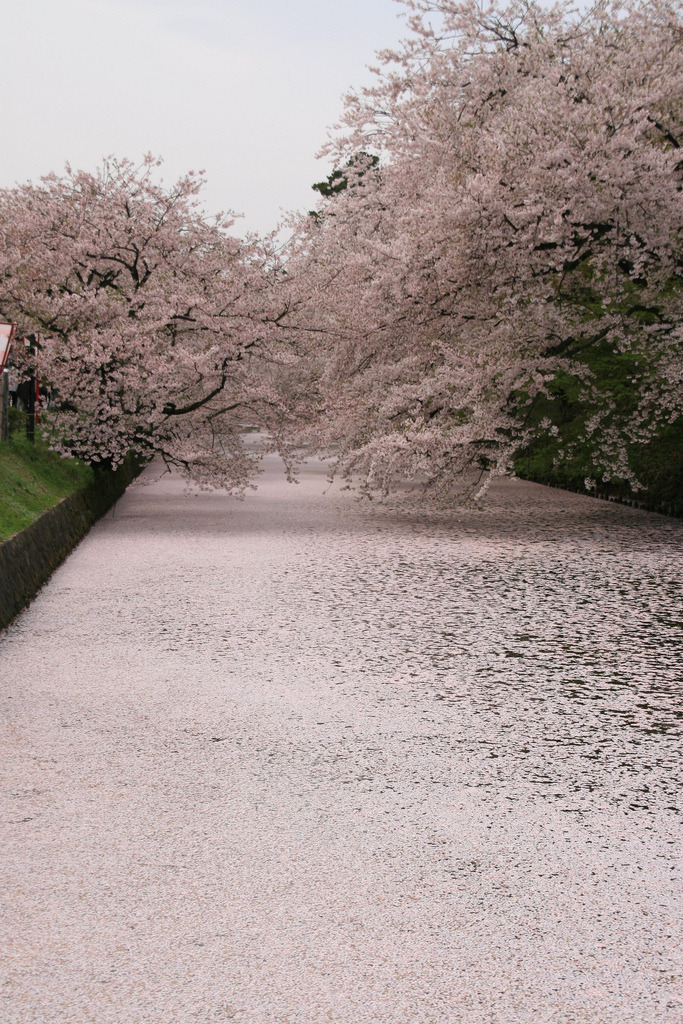 japanlove:  Hirosaki Sakura Festival, Aomori, Japan by shinyai on Flickr.