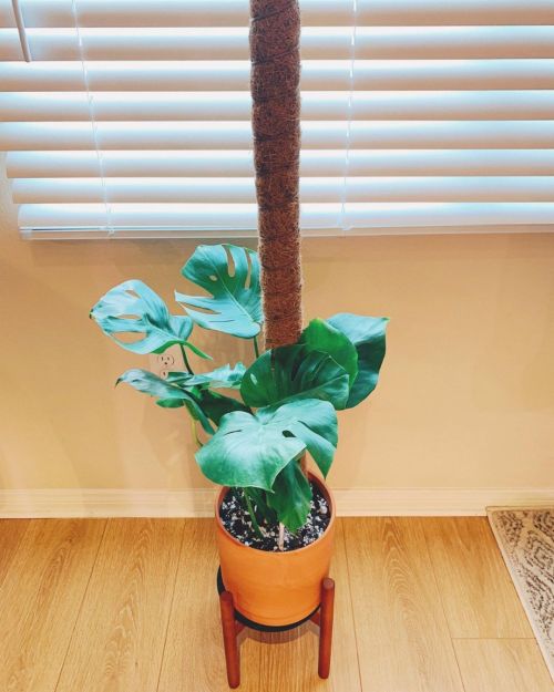 Good morning ☕️ I finally added a moss pole for my baby Monstera (her name is Deviljho) and repotted