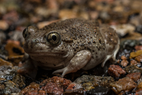 toadschooled:The New Mexico spadefoot toad [Spea multiplicata] is a tiny frog found in Mexico and th