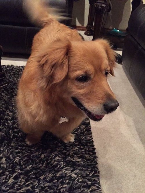 babyanimalgifs:  Meet the half corgi, half golden retriever