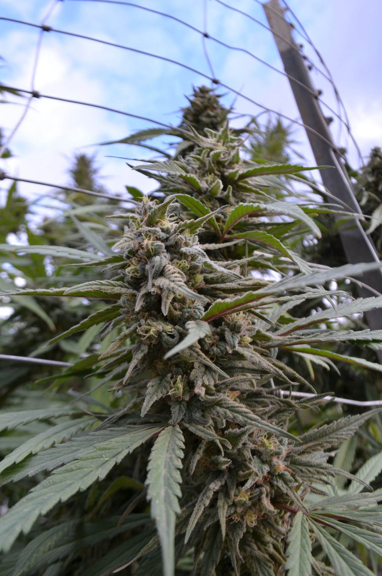 incredible-kush:  Greased up! Strain: Berry White (Blueberry X White Widow)