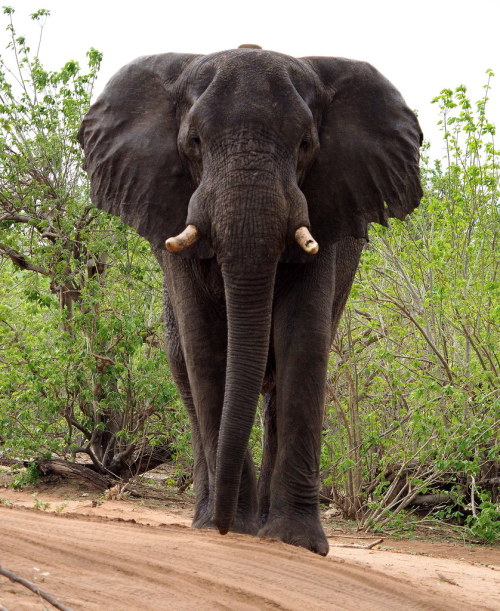 Here we see a packy from Chobe National Park, as it stares intensely at the camera person, anticipat