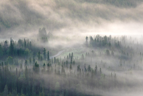 tiinatormanenphotography: Woods.  Syöte, Finland. 2017.  by Tiina Törmänen 