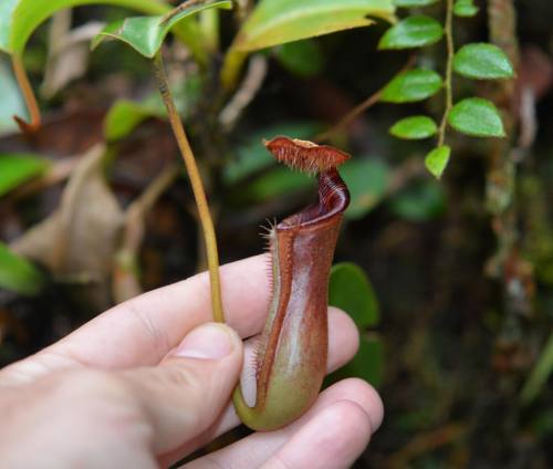Nepenthes Lowii | El Niño wiped out a lot of these , fortunately a new populations of Eddy were foun