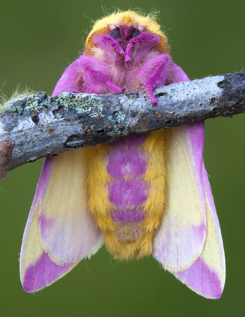insectblog:  rosy maple moth 