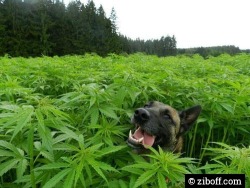 thathighup:    “Yep, this is weed alright” -dog.  