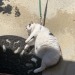 catsthefun:Dad tries to motivate the cat to lose weight by taking it for a walk on
