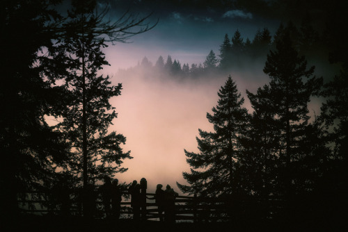 atmobile: Forest Mist by Atmospherics