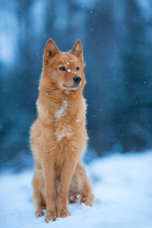 joelmfd:brazenbvll:The Last of Winter : (Mattias Holter) I love when animals look majestic