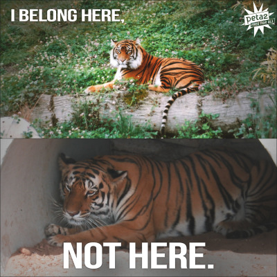 peta2:
“NO wild animal should be caged for our entertainment: http://peta2.me/tumguide
”